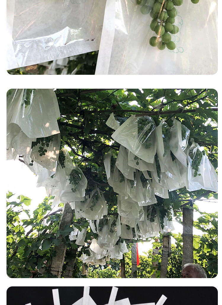 葡萄套袋专用袋半透明莲雾保护放虫雨防鸟包装果袋纸袋子果树水果劲诚
