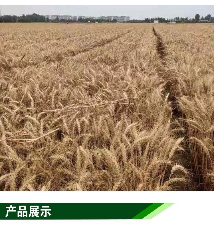 强筋冬小麦种子高产鲁丰中麦1756原种小麦种矮秆抗倒大穗原种 中麦175