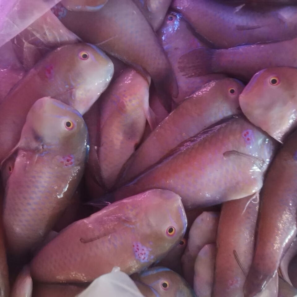 英哥鱼马头鱼红妹子鱼小条一斤15到25条真空保鲜速冻发货 9斤(超值装)