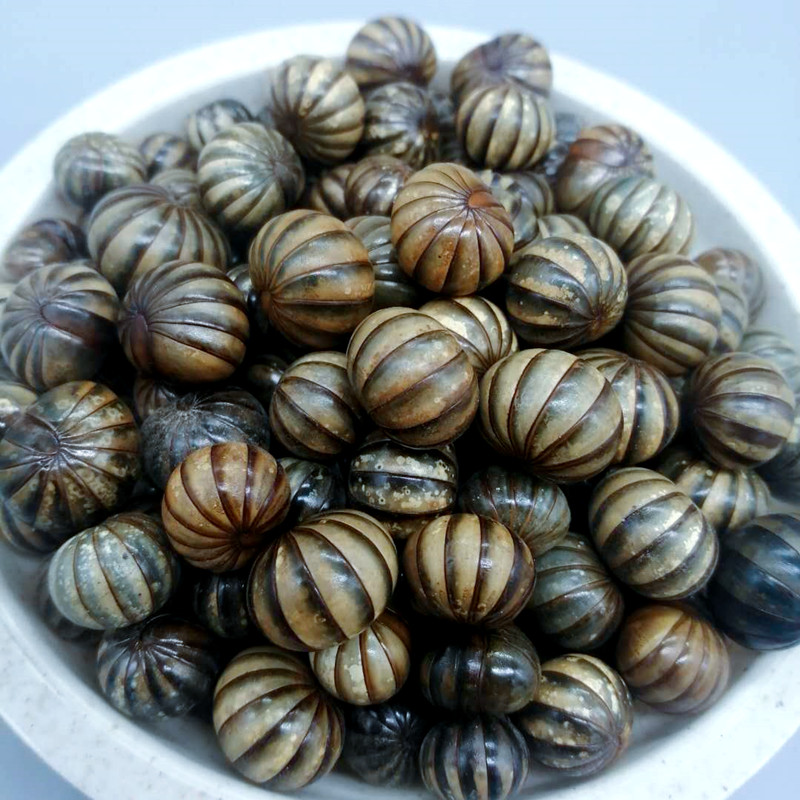 滚山珠虫滚山虫地罗汉中药材另五谷虫蚂蚱九香虫金边土元 100克地罗汉