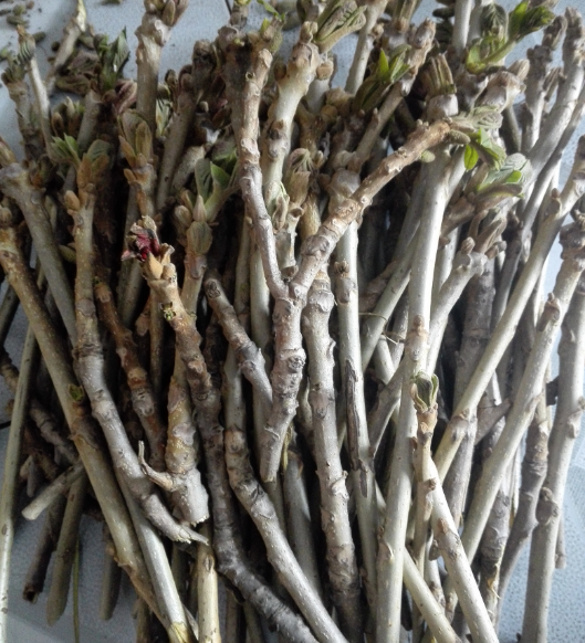 东北长白山野生山核桃树枝新鲜核桃树枝非青核桃皮外皮树根中材定制