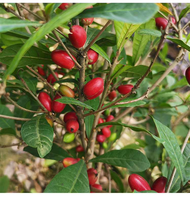 神秘果苗果树四季南方带花带果神奇果树变味果南方当年结果盆栽苗神秘
