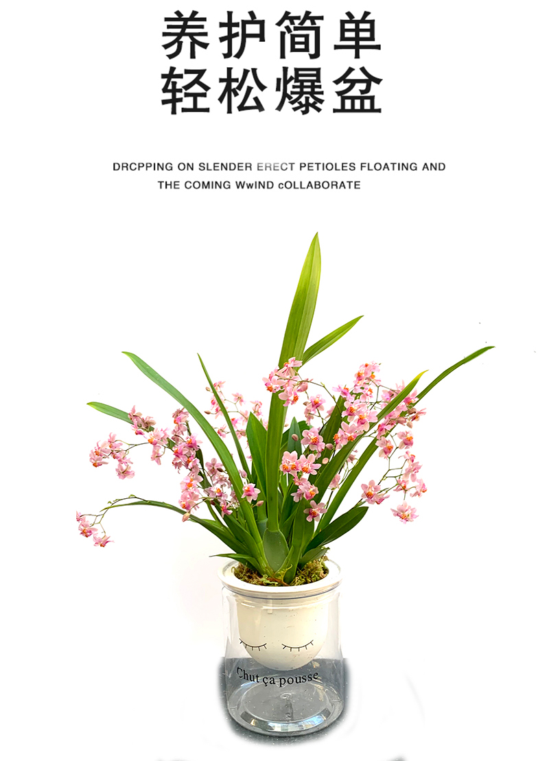 文心兰水培带花苞文心兰水培植物室内观花盆栽梦香兰水养香水跳舞兰