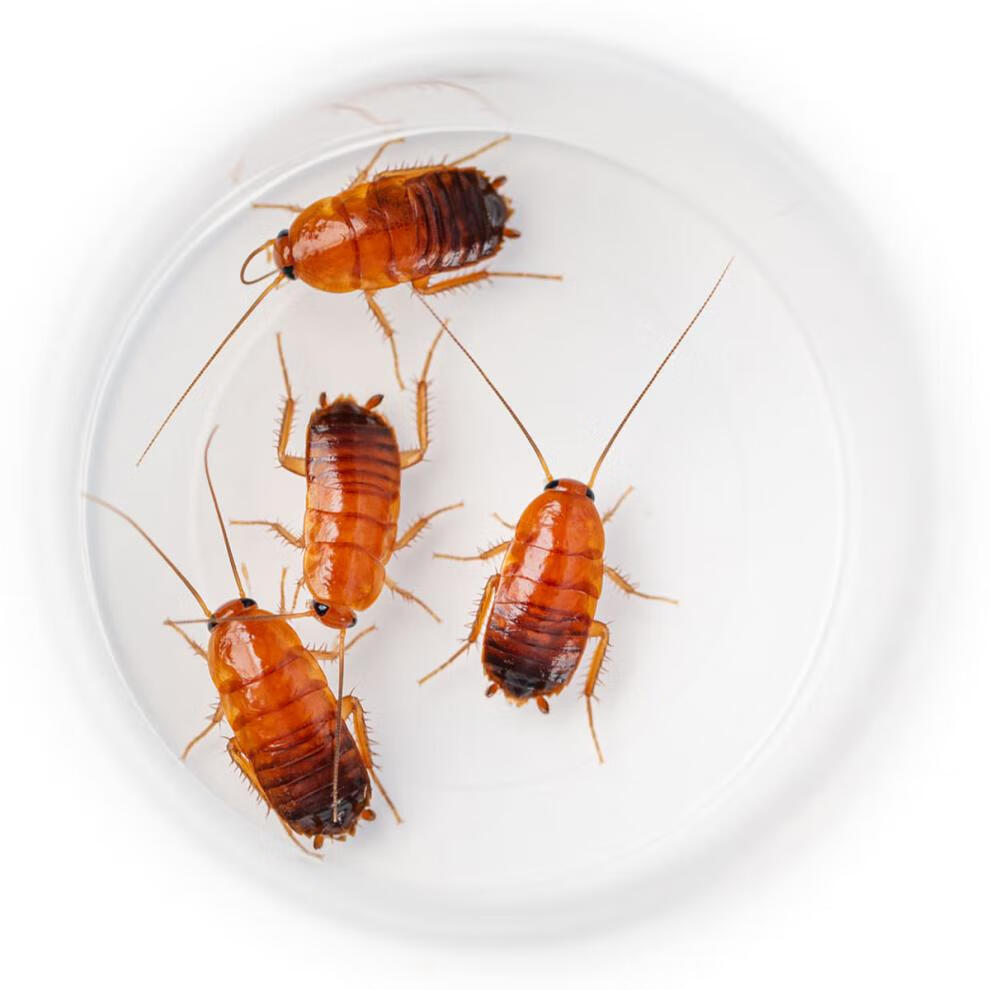 活体无菌樱桃蟑螂樱桃红蟑螂守宫蜥蜴龙鱼异宠饲料幼体活蟑螂 蟑螂