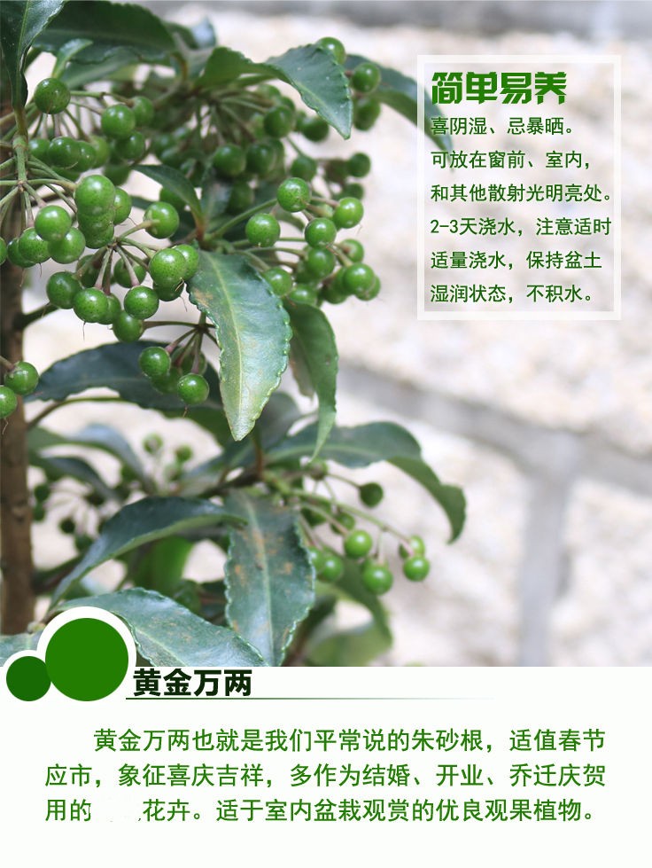 御卉阁富贵籽盆栽室内客厅北方耐寒植物四季常青金玉满堂红树富贵子高