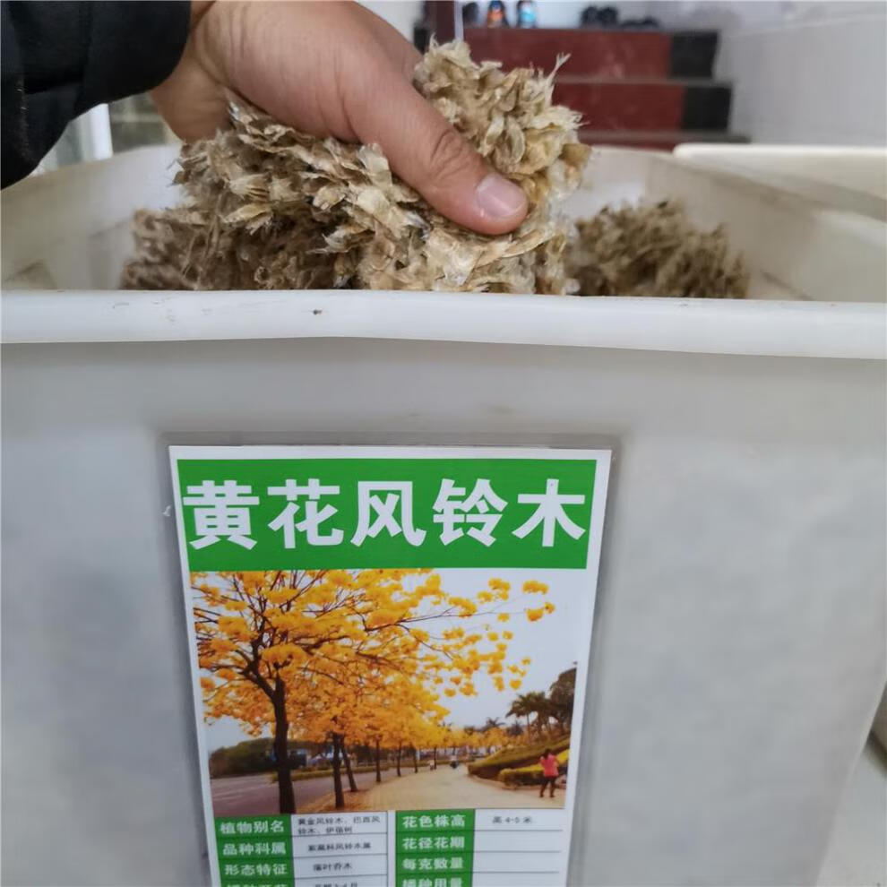 黄花风铃木种子林木种籽国产散装四季多年生景观绿化工程观叶种孑