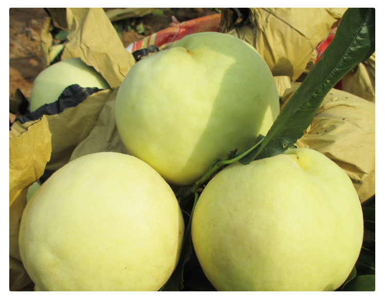 【顺丰】山东肥城佛桃 当季寿桃新鲜孕妇水果脆甜桃