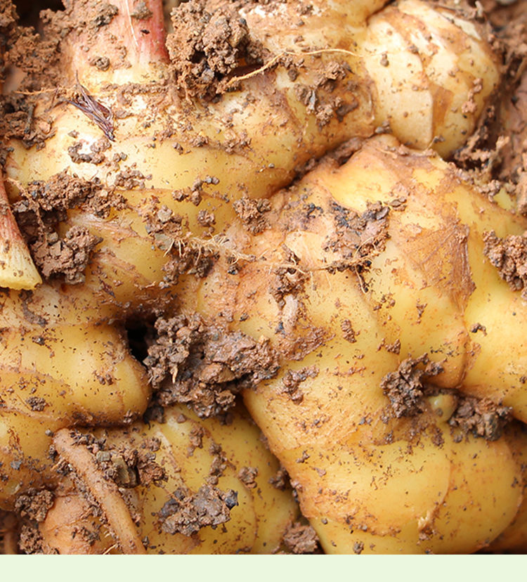 山东现挖新鲜大姜老姜生姜老姜母生鲜蔬菜3斤5斤1斤老姜尝鲜装