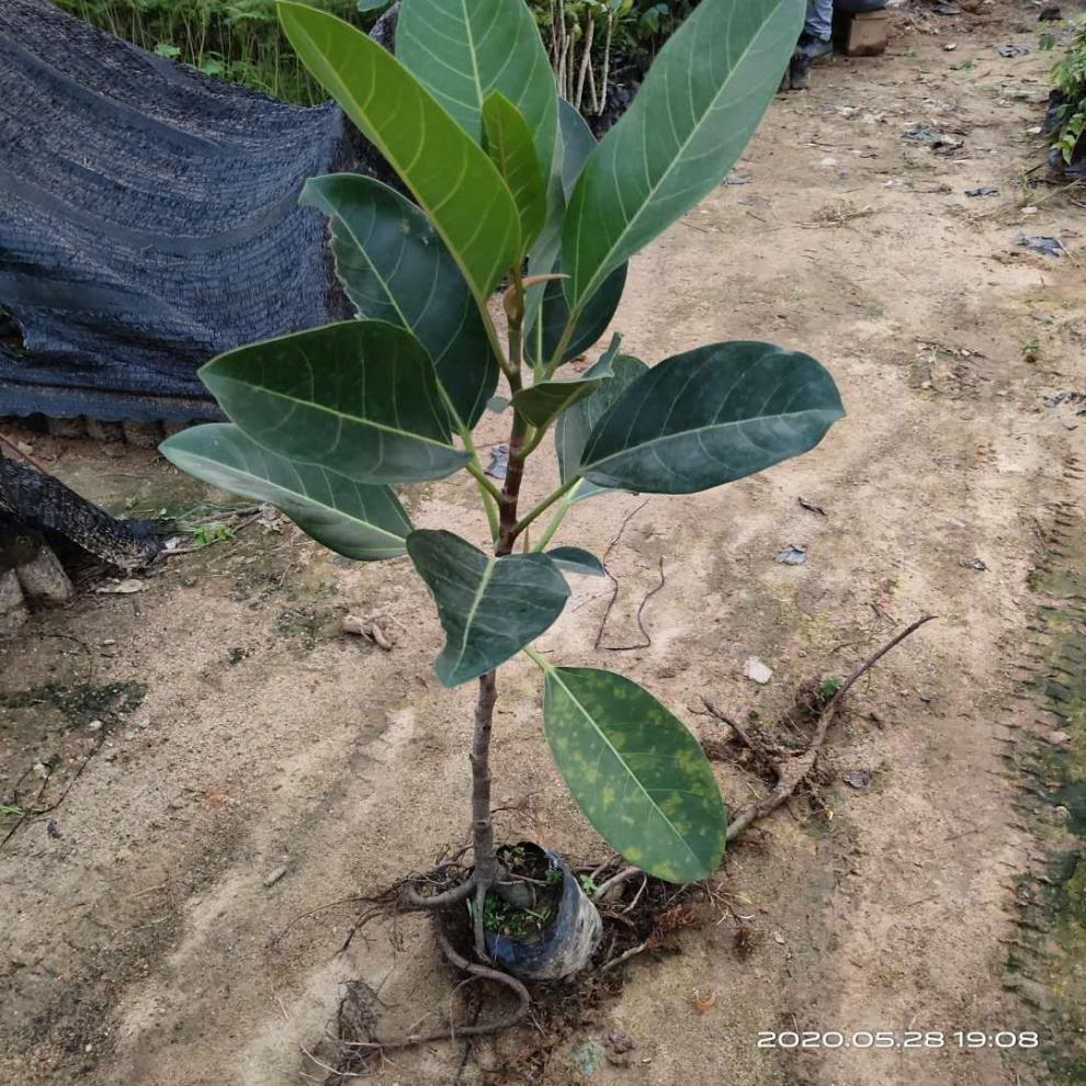 花姬正宗高山榕樹苗大葉榕苗大青樹馬榕富貴庭院綠化常綠地栽植物