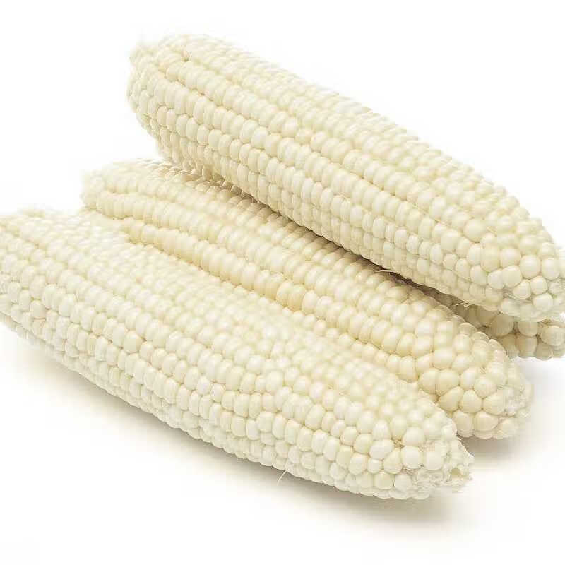 京科糯2000糯玉米种子早熟甜糯玉米大棒高产散装糯玉米苞谷种子孑