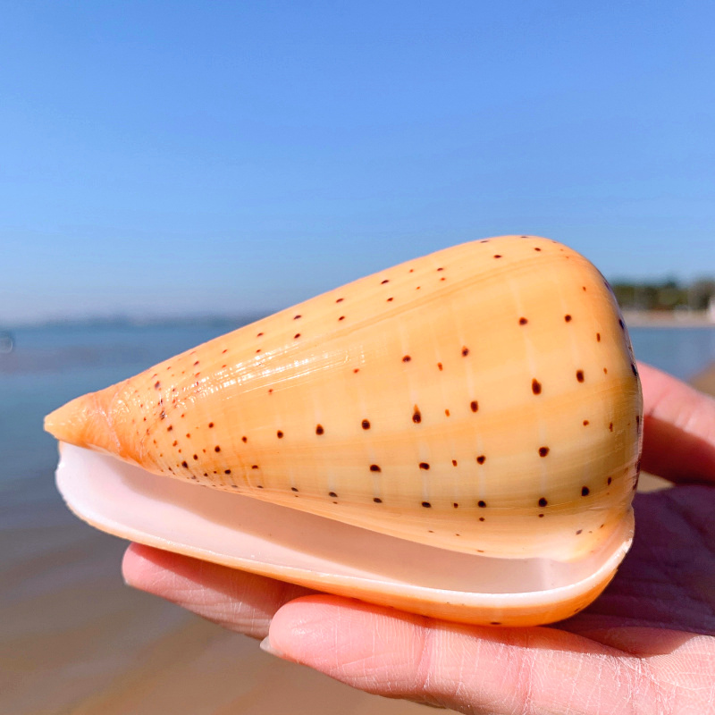 黄玉米螺天然贝壳海螺玉米芋螺鱼缸造景水族装饰地中海