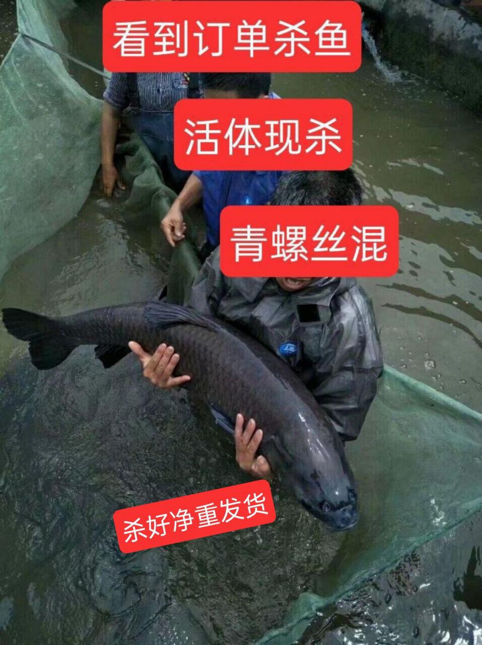 【好物推荐】鲜美惊当天打捞生螺丝混青混鱼子鲜味美活体现杀!