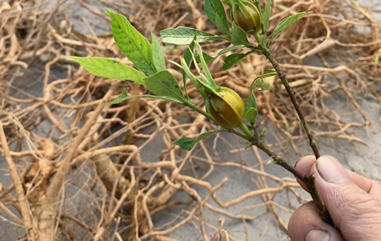 栀子根 纯根 黄栀子根黄果根黄枝子根山栀根桅子根 500克干品 (纯根)