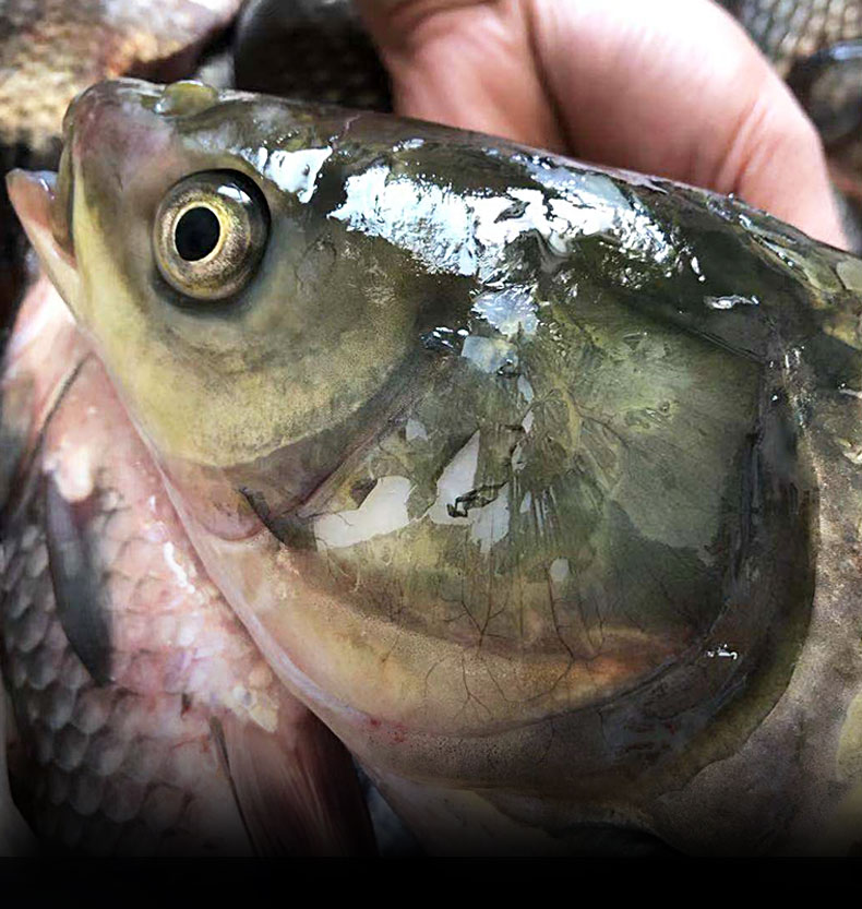 凸農草魚鮮活大新鮮活魚混子草根魚淡水魚脆肉順豐騰旺納躍