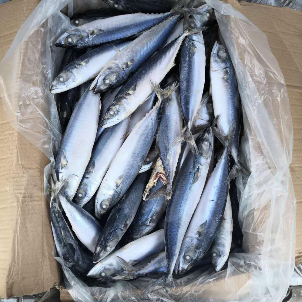 顺丰家庭版鲐鲅鱼青条鱼青占鱼3斤5斤10斤起发多地腾旺纳跃家庭装3斤