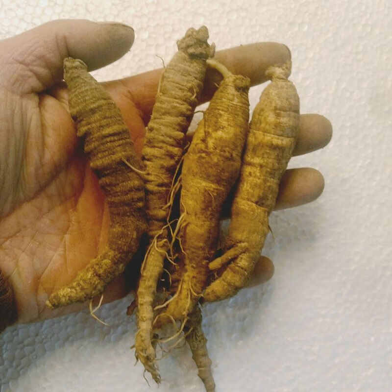 现挖长白山新鲜东北特产沙参山地瓜山胡萝卜轮叶党参1斤500克 10个