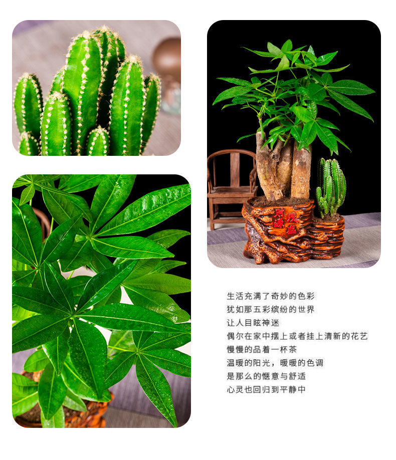 精品绿植发财树绿植小盆景盆栽室内客厅桌面大发财树聚财山吸植物海阔