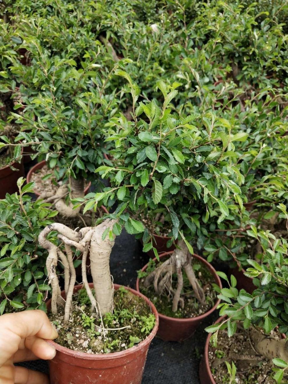 提根矮霸小叶榆树耐寒耐旱盆景盆栽 【小矮霸榆树】【图片 价格 品牌