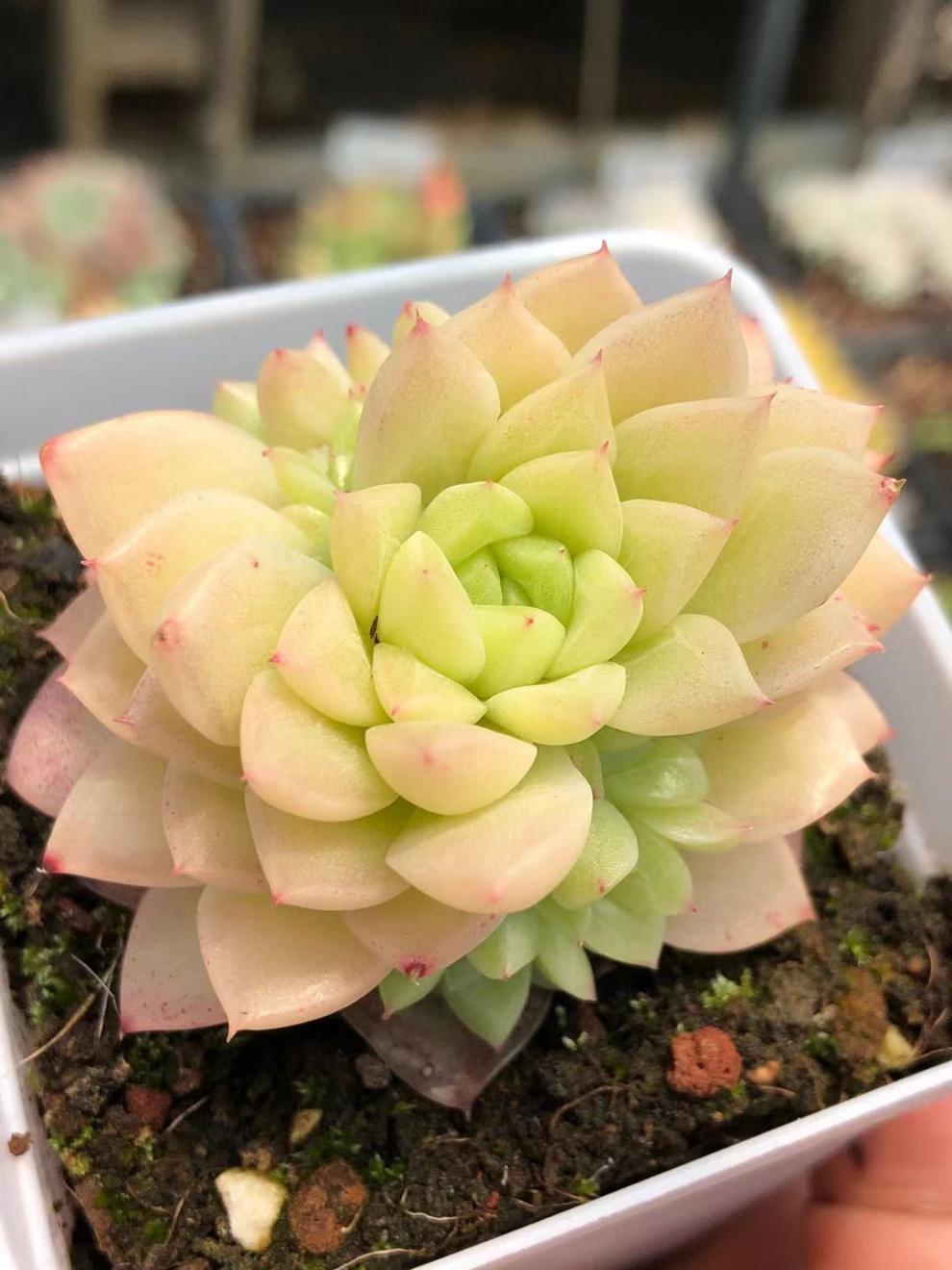 多肉植物 精品多肉植物 多肉植物老庄 多肉 现场直播 新品单头吉赛尔3