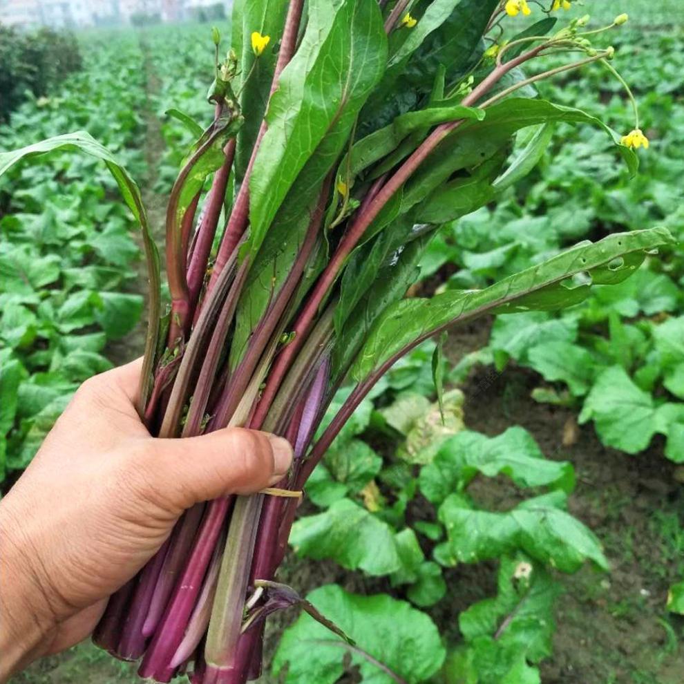 晨臻洪山菜苔现摘红菜苔新鲜现发湖北特产打霜油菜台3斤装