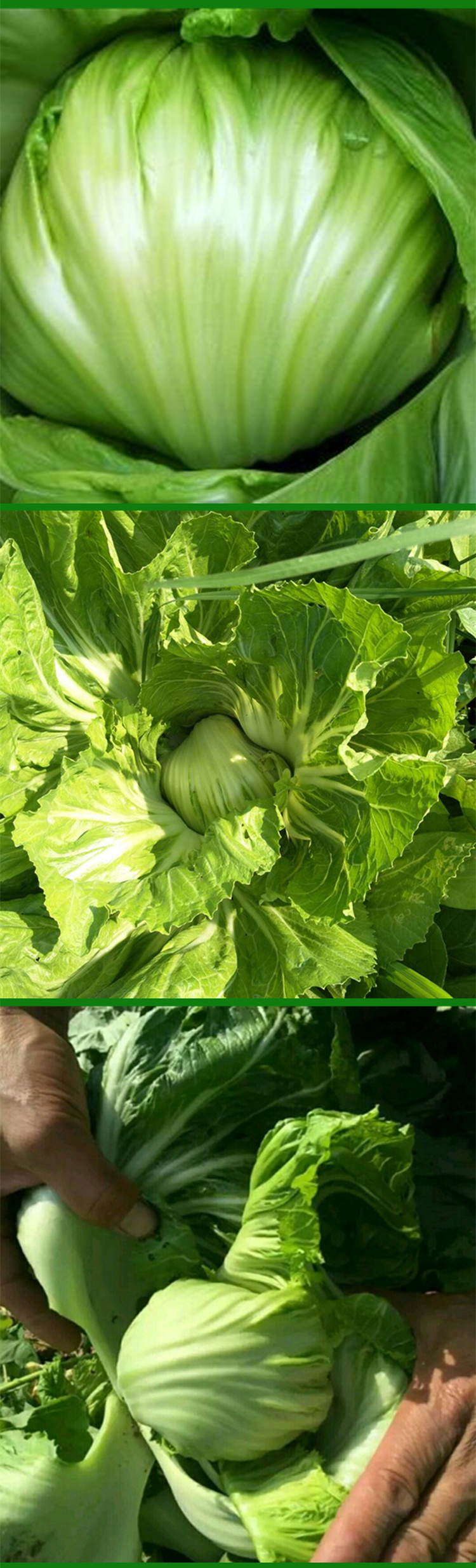 芥菜种子11号大肉包心芥种籽挂菜胆秋冬季播大田高产蔬菜种孑 东绿11