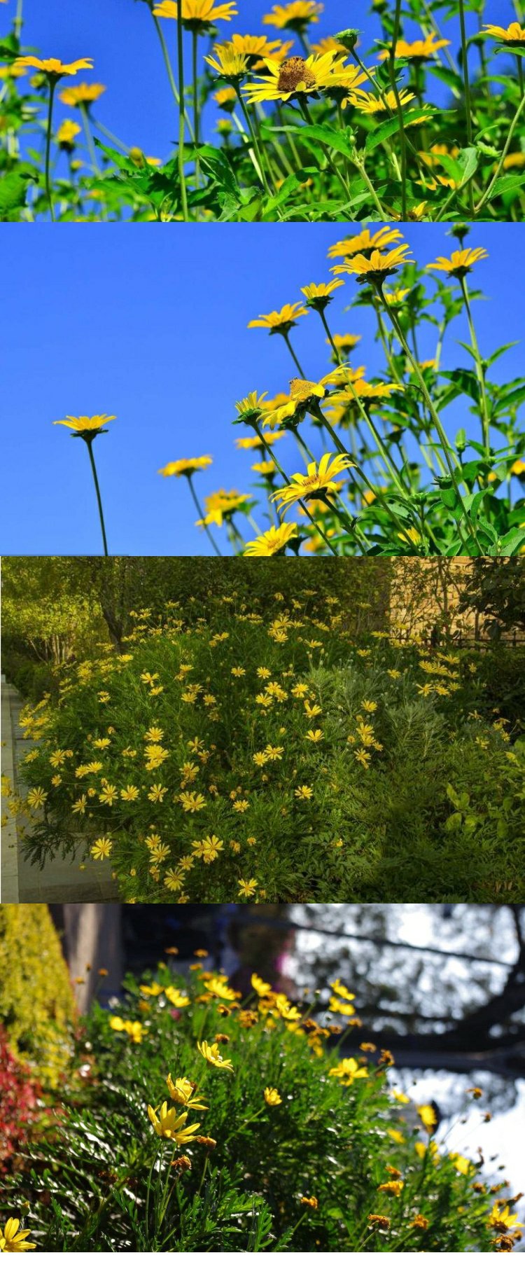 千特茼蒿菊种子木茼蒿多年生宿根花草种子木春菊种子景观花海易种