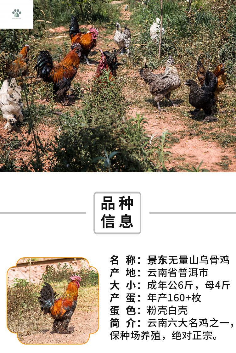 大种毛脚鸡土鸡无量山乌骨鸡哀牢山鸡红毛公鸡高脚鸡半大鸡青年鸡 5-8