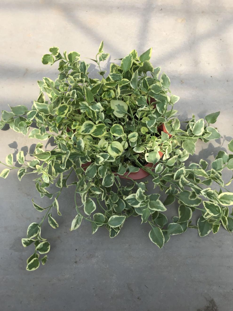 花叶蔓常春藤 花叶霹雳吊兰盆栽垂吊植物金边长青藤室内 复合肥9包 不