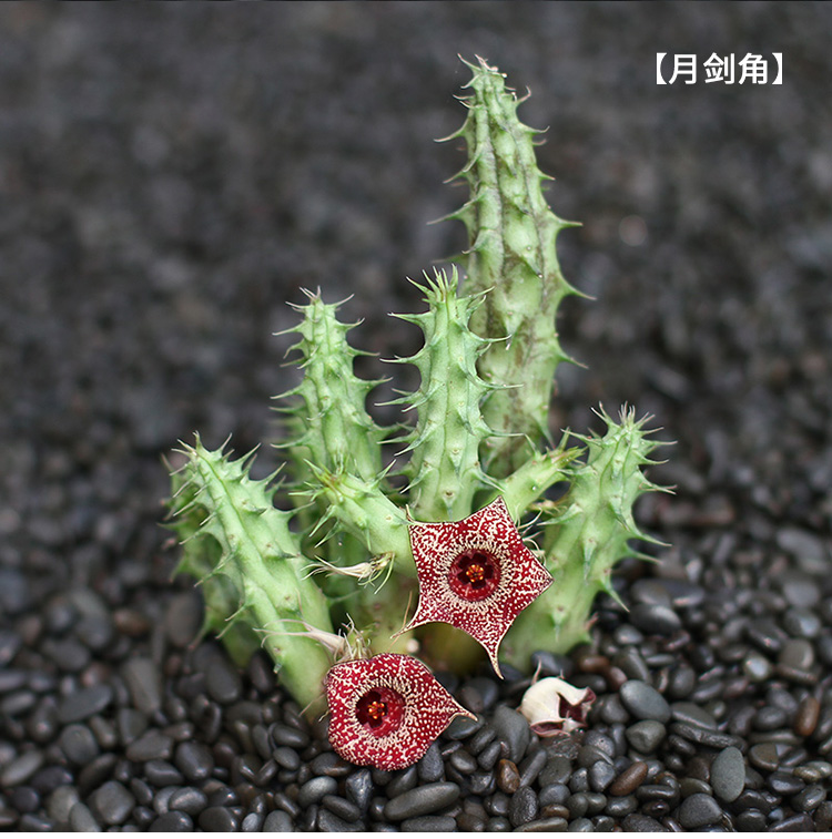 萝藦科阿修罗毛茸角大花犀角波斯地毯多肉植物组合盆栽 波点剑龙角 单