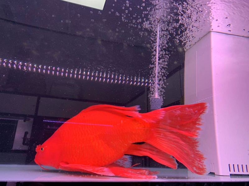 荣郁火红蝴蝶鲤冷水鱼球体锦鲤红色贵妃龙凤蝶鲤大鳍长尾观赏鱼苗活体