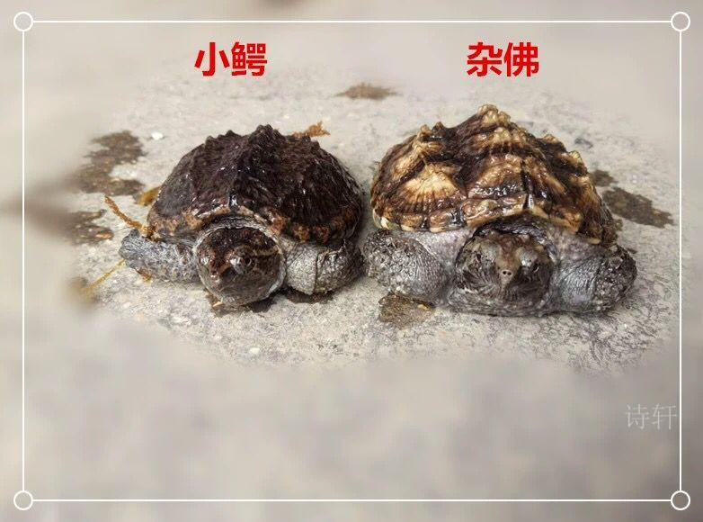 乌龟活体北美小鳄龟活体鳄龟苗杂佛鳄龟大龟苗宠物龟观赏龟水龟 7-8