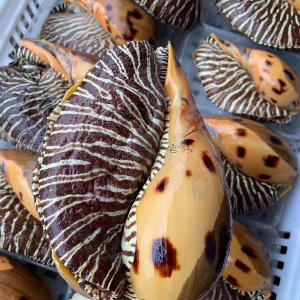 碧浔泽畔旗舰店【需预定】鲜活椰子螺 大海螺大黄螺