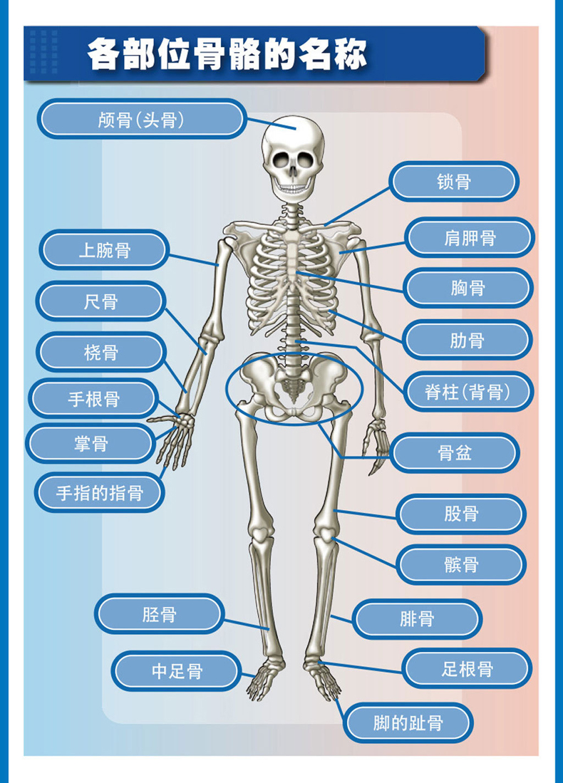 人体骨头分布图器官图片