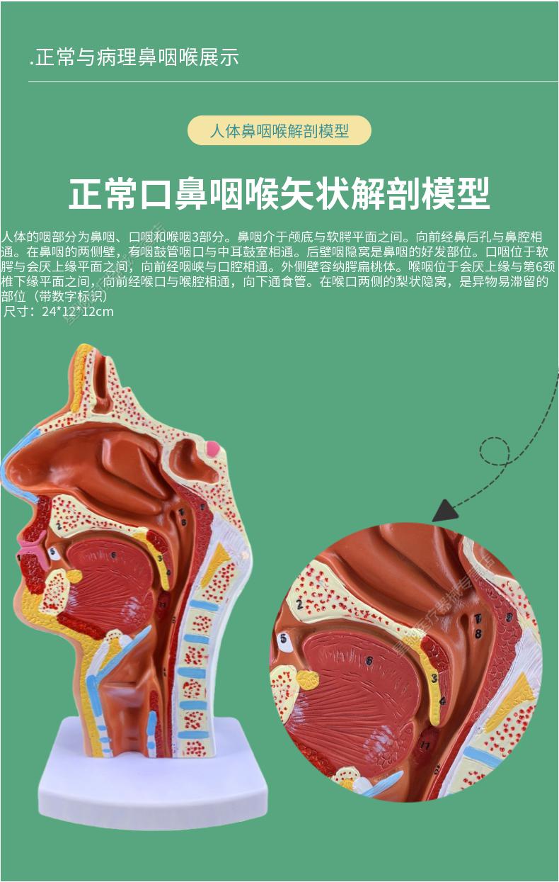 鼻纸样板解剖图片