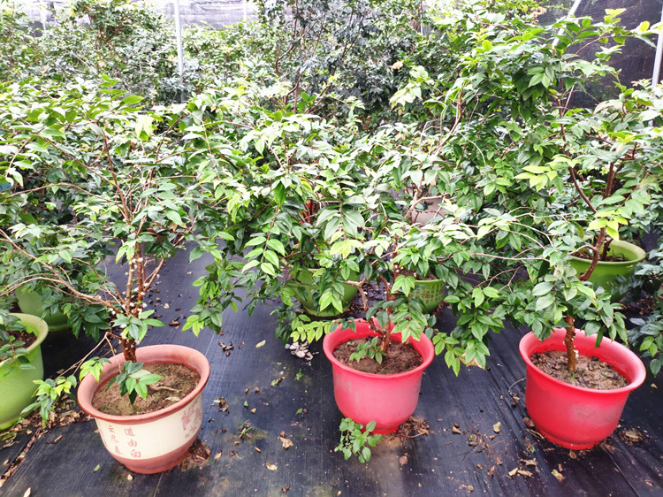 芊阙嘉宝果树苗树葡萄苗正宗四季红妃嘉宝果苗ap 四季红妃20厘米高