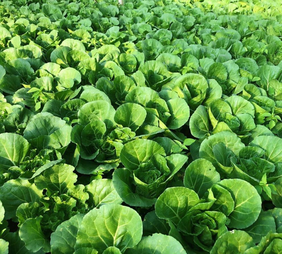 【绿叶黄心】云南黄白菜高原黄心白菜新鲜蔬菜当天采摘有坏包赔 两斤