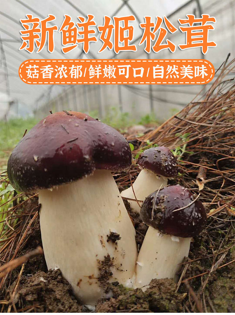 新鲜姬松茸当季食用菌菇松茸菌蘑菇松茸新鲜姬松茸1000g顺丰