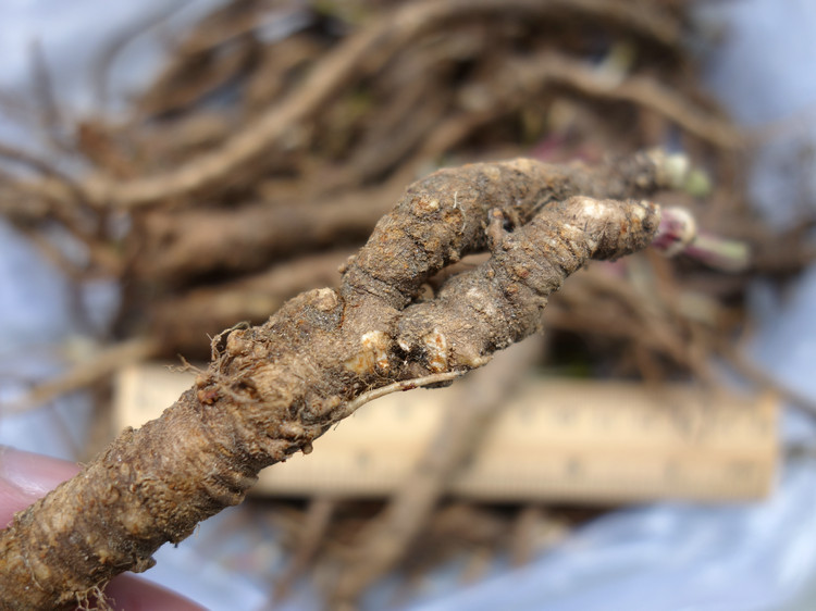 当归西藏林芝土特产小当归滋补土当归100g