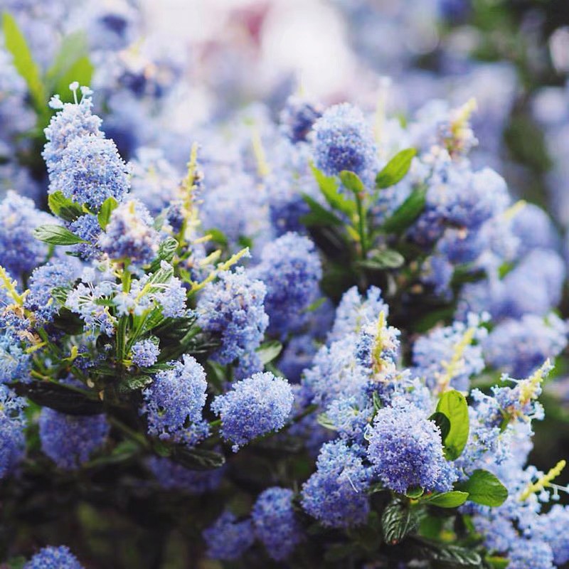 澜墨蓝色海洋 美洲茶花盆栽大苗蓝色树海洋多年生灌木乔木庭院植物tt0