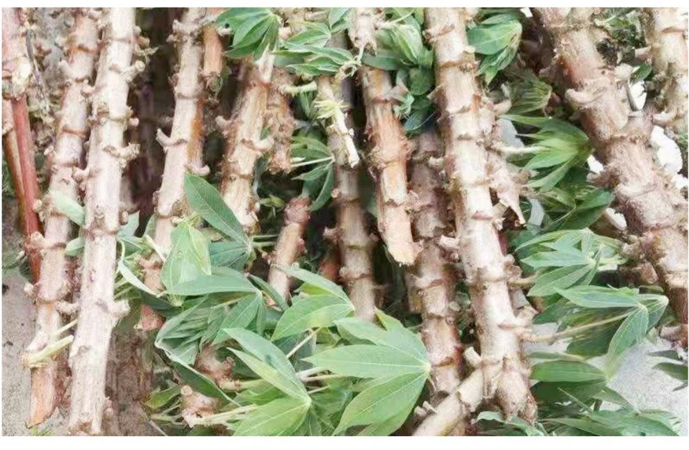 花姬 面包木薯苗广西新鲜木薯棍种树白心黄心南比种植高产 种30根黄心