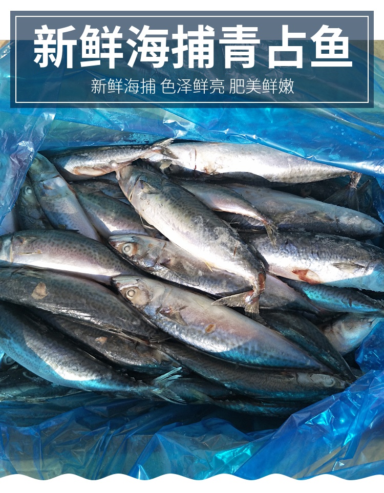 青花鱼新鲜冷冻青占鱼海捕青花鱼 8条 400g~500g/条【图片 价格 品牌