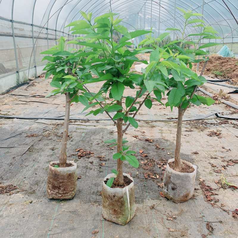 嫁接车厘子大樱桃树苗南北方庭院地栽阳台盆栽果树带盆土带叶发货 10