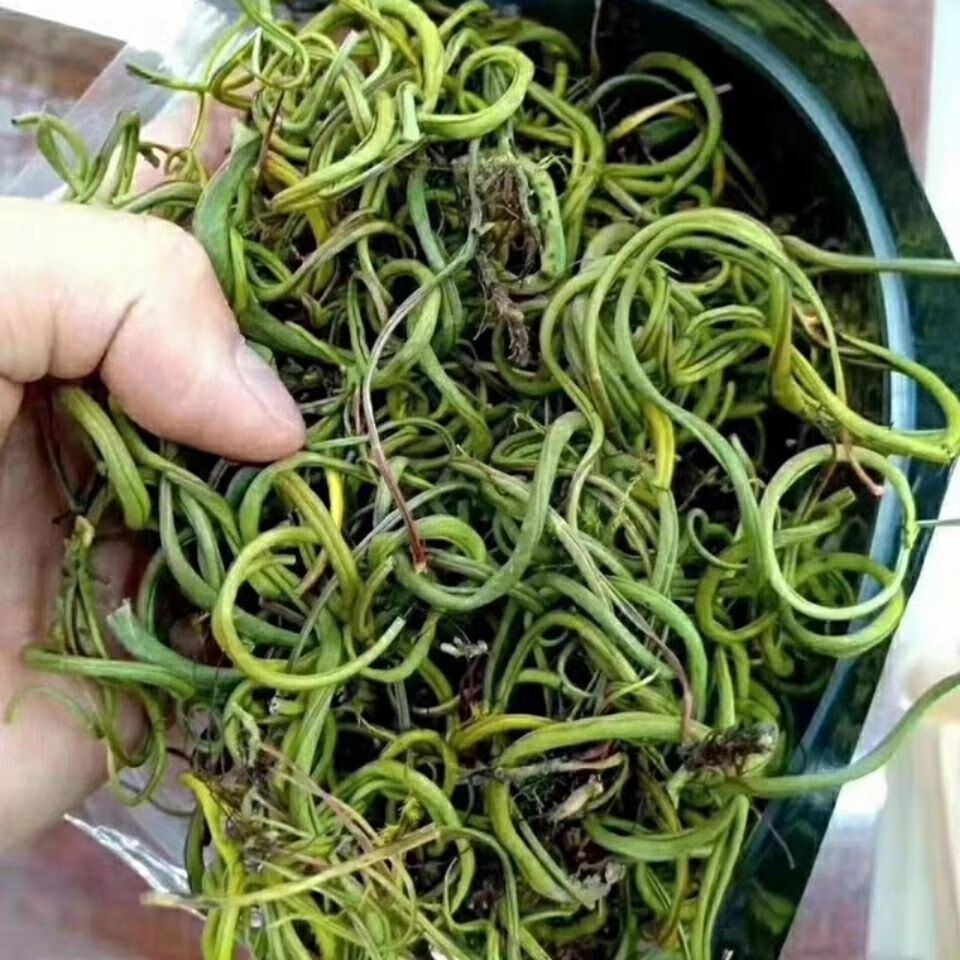 新货老挝中草药草 肾精草肾精茶溶石茶【益补萃