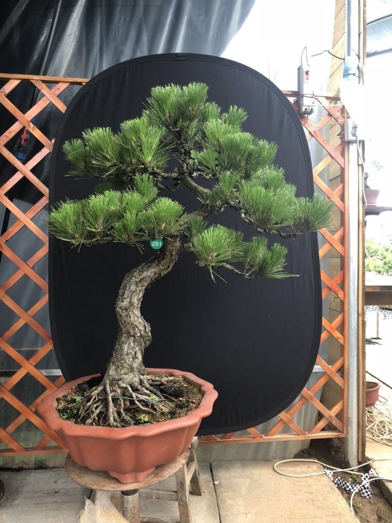 老桩黑松日本黑松苍老爆皮提根黑松盆景盆栽黑松一物一拍 实物5 含盆