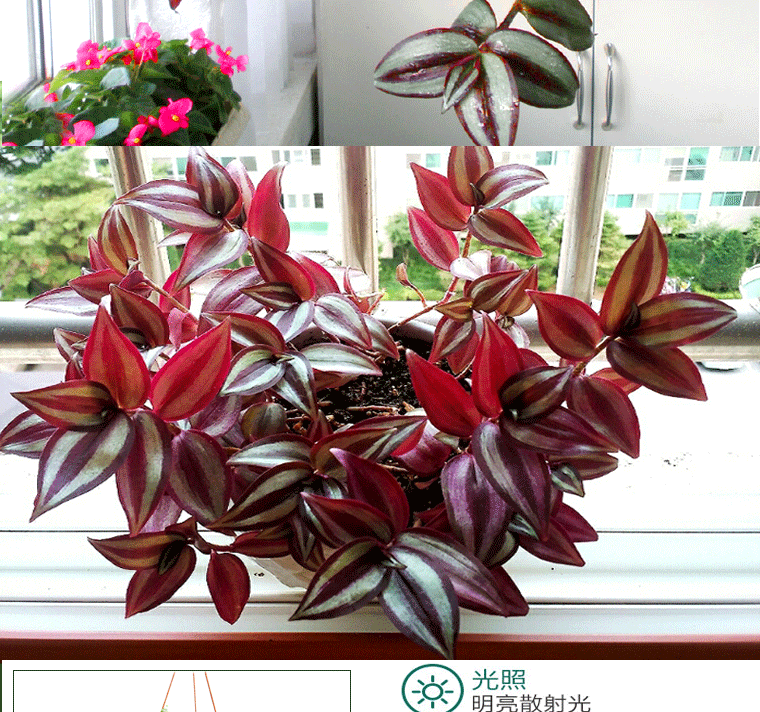 绿萝小花卉盆景桌面室内盆栽水培植物盘景净化空气室内吊兰牡丹吊兰一