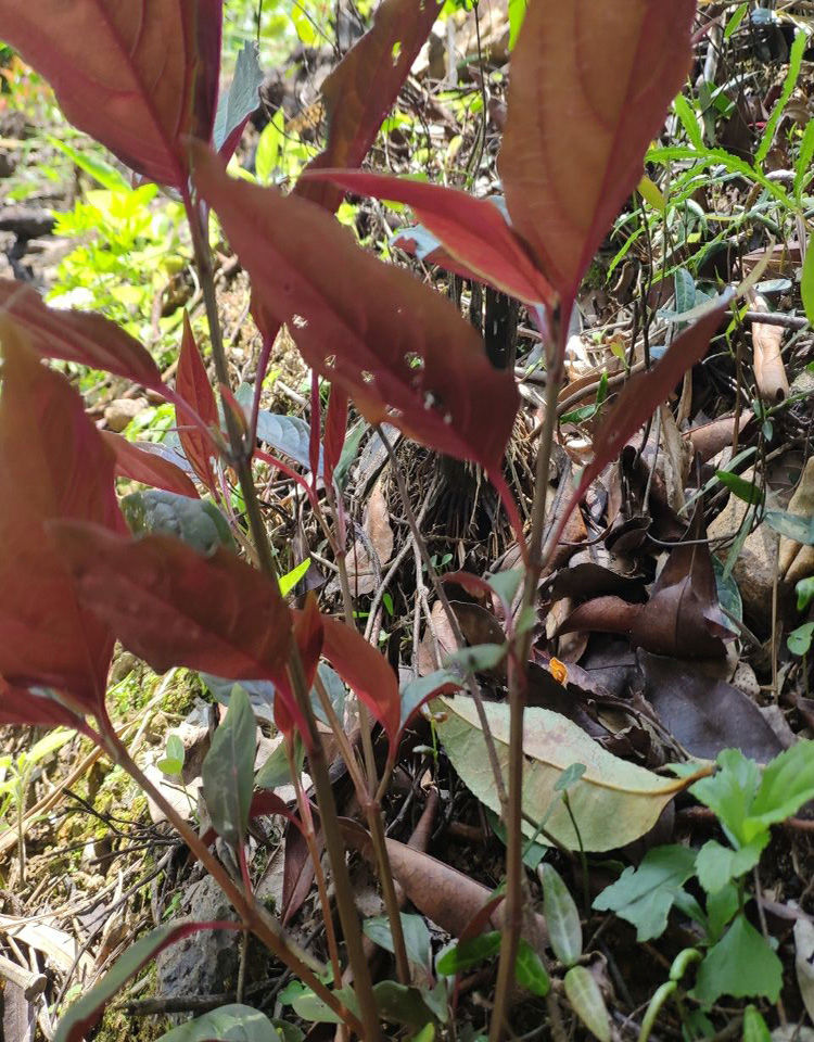 乾州中草藥紅牛克膝天然野生紅牛膝治關節藥室內庭院盆栽綠植 兩斤