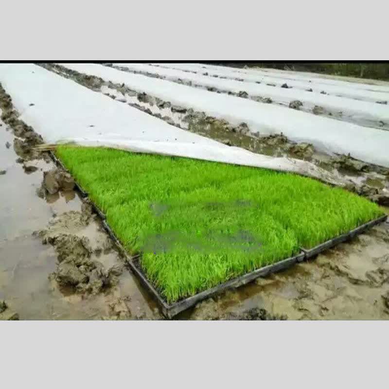 水稻育秧布农用无纺布花草树育苗抗老化土工布薄膜地膜透气懒汉膜囧仙