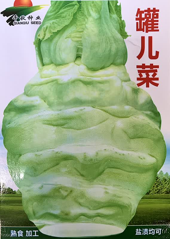 四川罐儿菜种籽罐罐菜芥菜头棒菜种子夏秋冬农家大田蔬菜种子孑仔罐儿