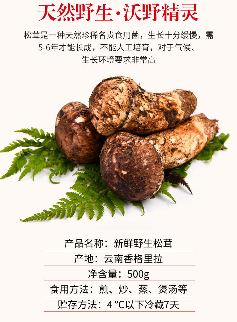新鲜松茸500g香格里拉野生松茸菇不开伞云南特产礼盒装送礼 新鲜松茸