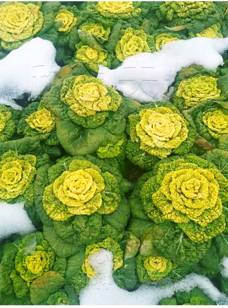 黄心乌塌菜种子雪里黄卷芯菜籽秋冬季耐寒白菜籽阳台庭院蔬菜种孑雪里